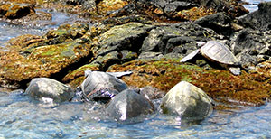 learn to surf, oahu surf school